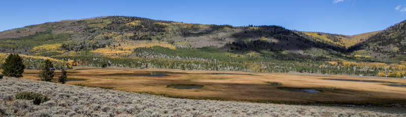 This, my friend, is the incredible Pando aspen clone of central Utah.